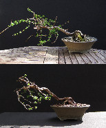 fuchsia bonsai
